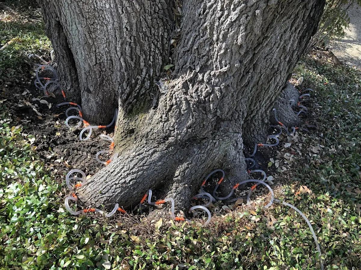Detailed Tree Cabling and Bracing job site in Clermont