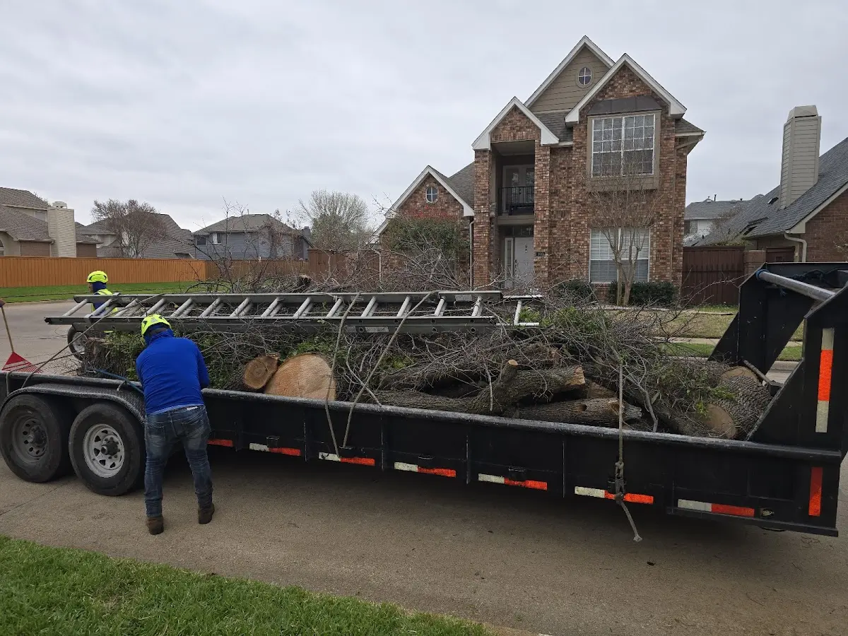 Expert Tree Removal with proper safety equipment in Clermont